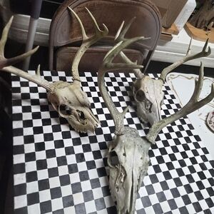Rustic Deer Skull Antler Decor